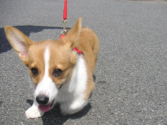 Resize of PICT0774_thumb.jpg